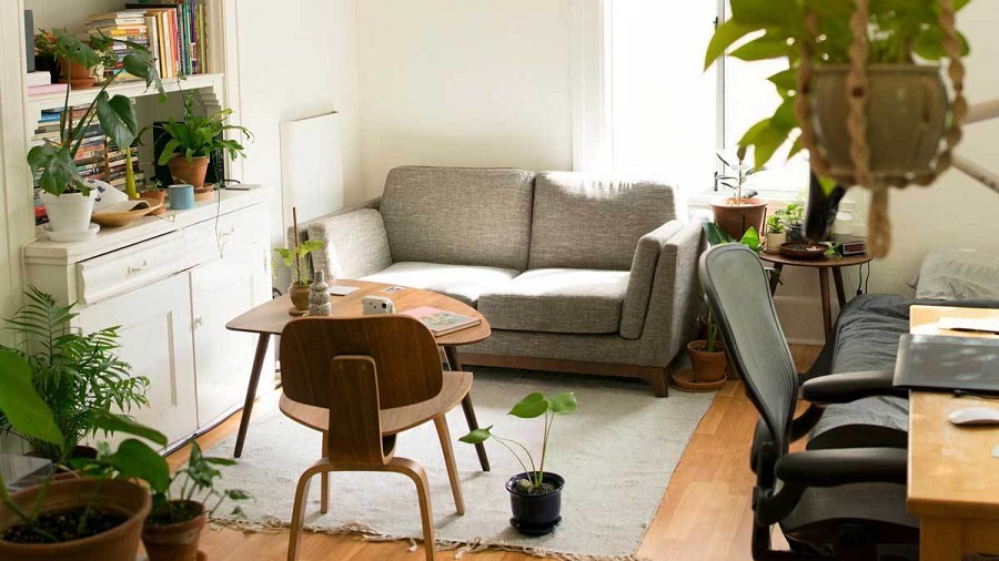 house plants