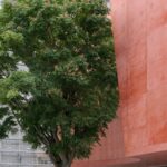 가죽나무와 맞닿은 Massy Conservatoire 모서리 외관